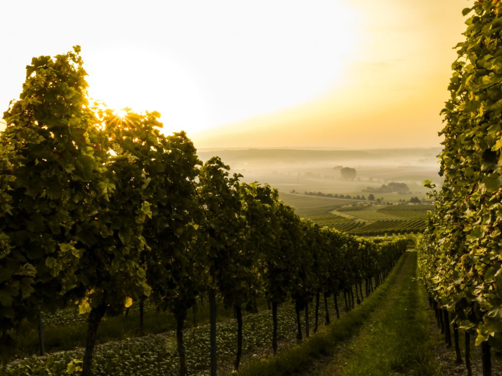 barnes-vineyards
