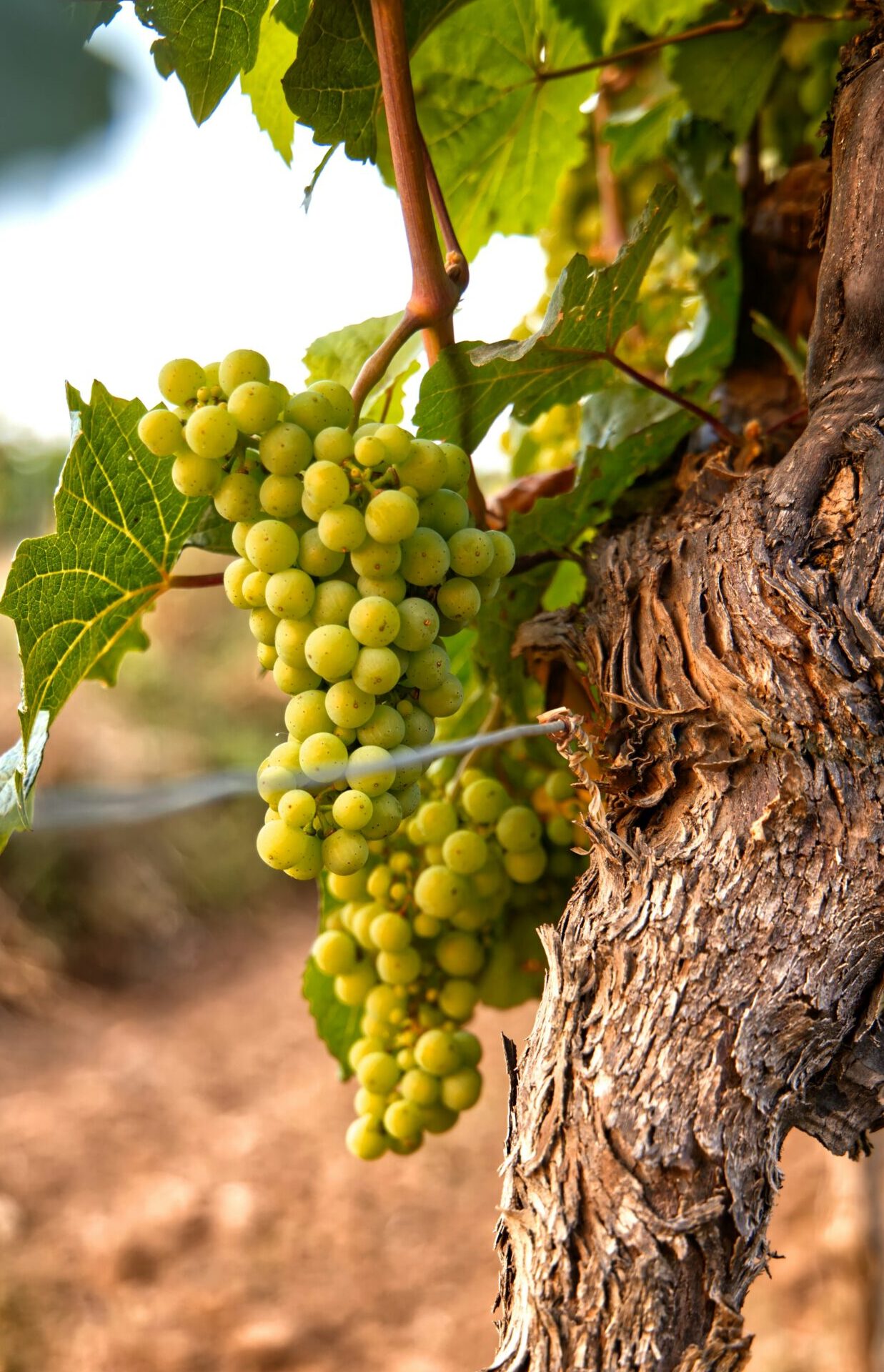 vineyards for sale