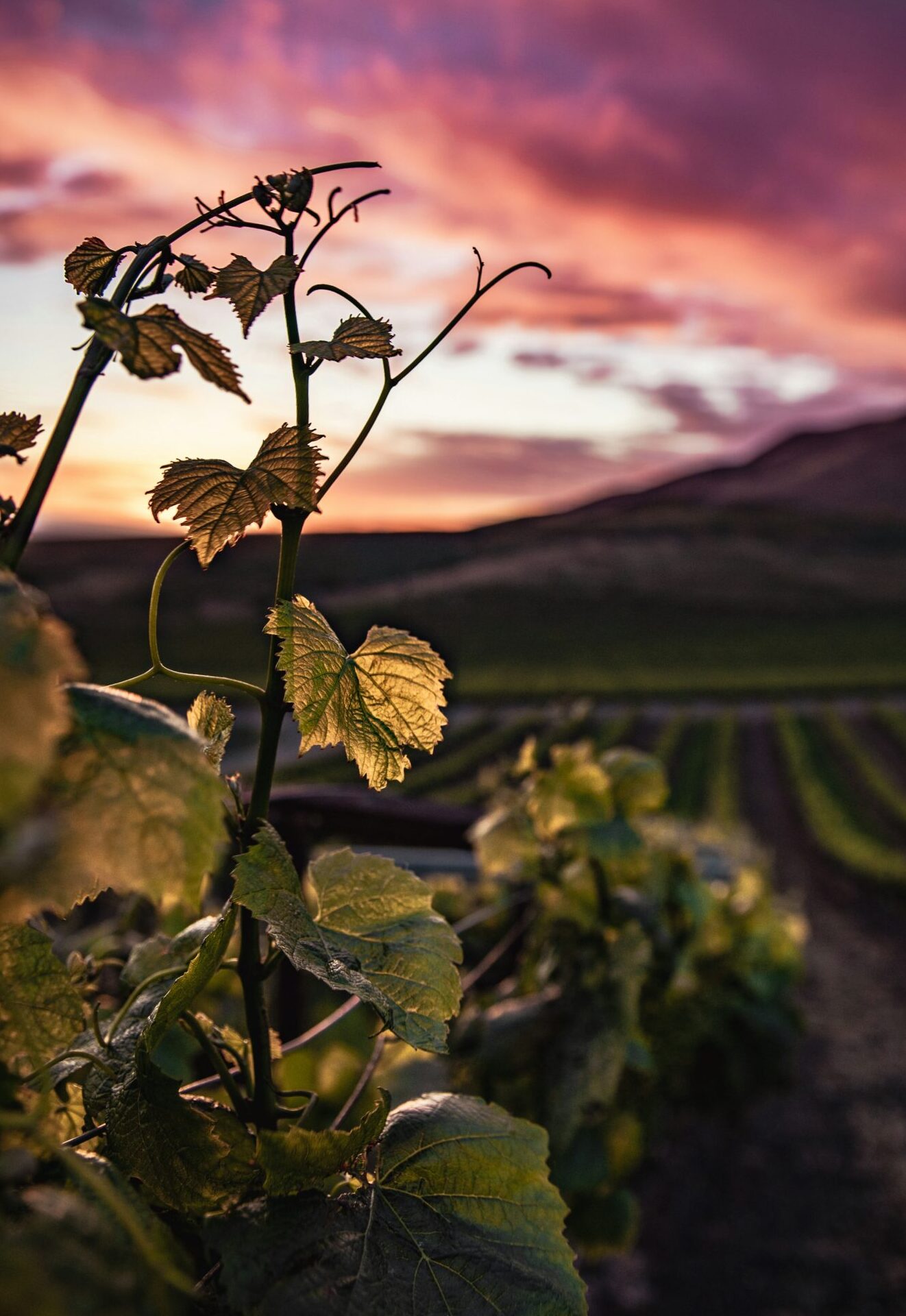 vinhas à venda